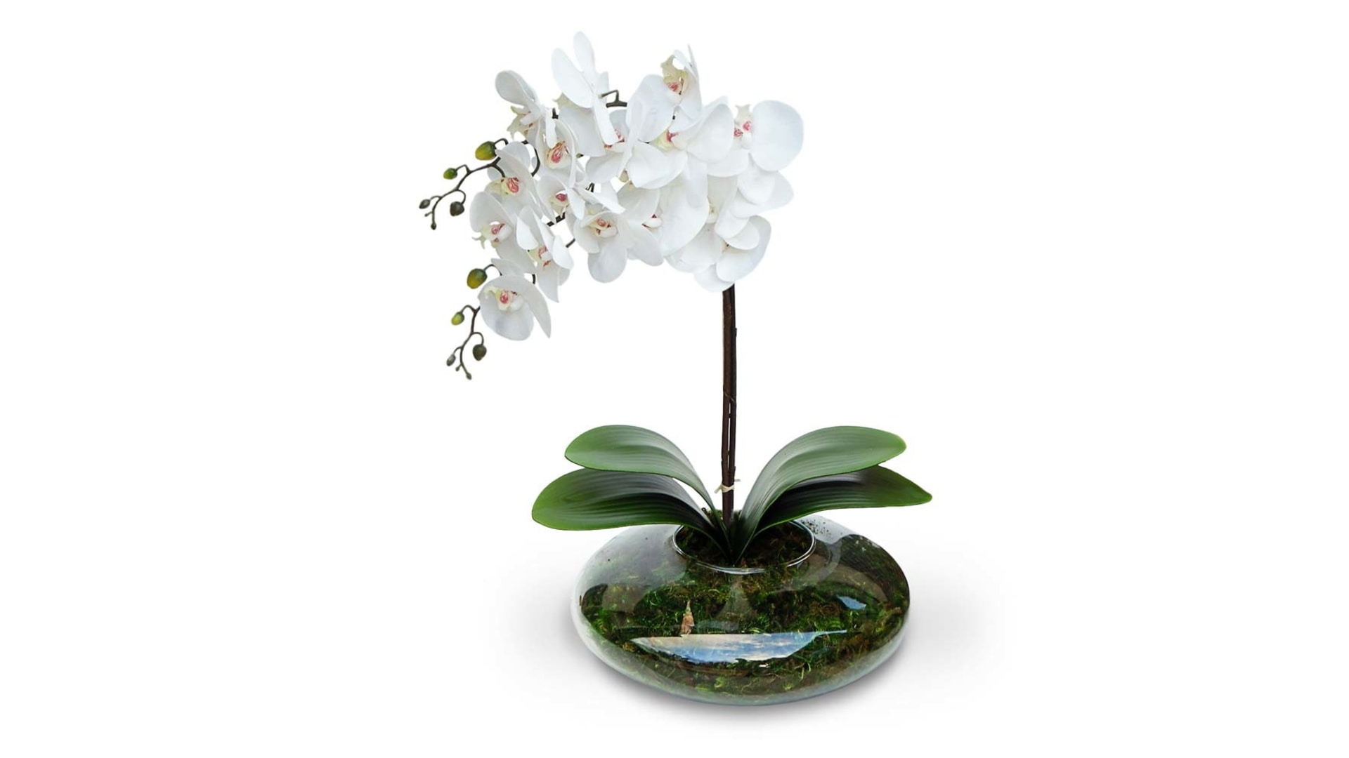 CJ Decor plantas,CJ Decor arvores,CJ Decor floresCJ Decor verde